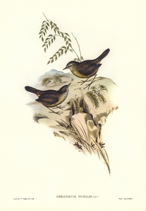 Sombre-coloured Sericornis Sericornis humilis illustrated by Elizabeth Gould 1804–1841 for John Gould’s 1804-1881 Birds of Australia 