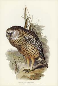 Wekau Sceloglaux albifacies illustrated by Elizabeth Gould 1804–1841 for John Gould’s 1804-1881 Birds of Australia 