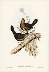 Downy Pycnoptilus Pycnoptilus floccosus illustrated by Elizabeth Gould 1804–1841 for John Gould’s 1804-1881 Birds of Australia 
