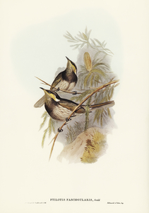 Fasciated Honey-eater Ptilotis fasciogularis illustrated by Elizabeth Gould 1804–1841 for John Gould’s 1804-1881 Birds of Australia 
