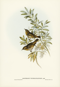 Grey-breasted Zosterops Zosterops tephropleurus illustrated by Elizabeth Gould 1804–1841 for John Gould’s 1804-1881 Birds of Australia 