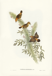 Rufous-headed Warbler Cysticola ruficeps illustrated by Elizabeth Gould 1804–1841 for John Gould’s 1804-1881 Birds of Australia 