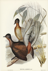 Albert Lyre-Bird Menura Alberti illustrated by Elizabeth Gould 1804–1841 for John Gould’s 1804-1881 Birds of Australia 