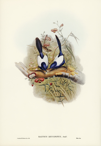 White-backed Superb Warbler Malurus leuconotus illustrated by Elizabeth Gould 1804–1841 for John Gould’s 1804-1881 Birds of Australia 