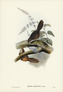 Rufescent Scrub-Bird Atrichia rufescens illustrated by Elizabeth Gould 1804–1841 for John Gould’s 1804-1881 Birds of Australia 