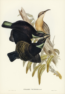 Victoria Rifle-bird Ptiloris Victoriae illustrated by Elizabeth Gould 1804–1841 for John Gould’s 1804-1881 Birds of Australia 