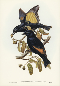 Rawnsleys Bower-bird Ptilonorhynchus Rawnsleyi illustrated by Elizabeth Gould 1804–1841 for John Gould’s 1804-1881 Birds of Australia 