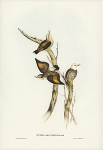 White-headed Sittella Sittella leucocephala illustrated by Elizabeth Gould 1804–1841 for John Gould’s 1804-1881 Birds of Australia 