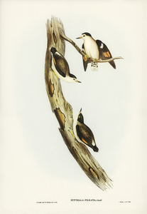Black-capped Sittella Sittella pileata illustrated by Elizabeth Gould 1804–1841 for John Gould’s 1804-1881 Birds of Australia 