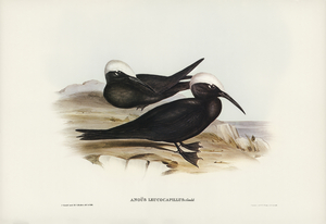 White-capped Tern Anous leucocapillus illustrated by Elizabeth Gould 1804–1841 for John Gould’s 1804-1881 Birds of Australia 