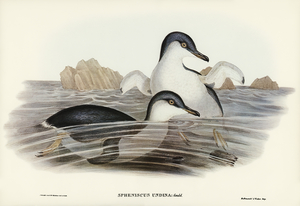 Black-eyebrowed Albatros Diomedea melanophrys illustrated by Elizabeth Gould 1804–1841 for John Gould’s 1804-1881 Birds of Australia 