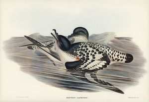 Cape Petrel Daption Capensis illustrated by Elizabeth Gould 1804–1841 for John Gould’s 1804-1881 Birds of Australia 