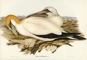Australian Gannet Sula Australis illustrated by Elizabeth Gould 1804–1841 for John Gould’s 1804-1881 Birds of Australia 