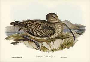 Australian Curlew Numenius Australis illustrated by Elizabeth Gould 1804–1841 for John Gould’s 1804-1881 Birds of Australia 