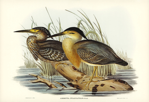 Little Grey Bittern Ardetta stagnatilis illustrated by Elizabeth Gould 1804–1841 for John Gould’s 1804-1881 Birds of Australia 