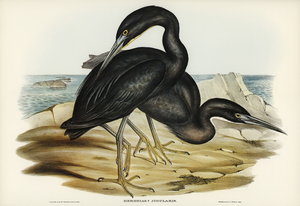 Blue Reef Heron Herodias jugularis illustrated by Elizabeth Gould 1804–1841 for John Gould’s 1804-1881 Birds of Australia 
