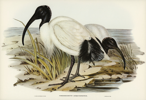 White Ibis Threskiornis strictipennis illustrated by Elizabeth Gould 1804–1841 for John Gould’s 1804-1881 Birds of Australia 