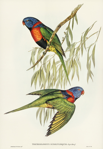 Red-collared Lorikeet Trichoglossus rubritorquis illustrated by Elizabeth Gould 1804–1841 for John Gould’s 1804-1881 Birds of Australia 