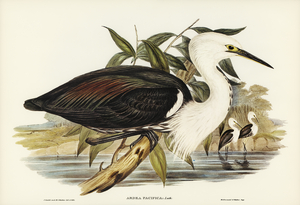 Pacific Heron Ardea pacifica illustrated by Elizabeth Gould 1804–1841 for John Gould’s 1804-1881 Birds of Australia 