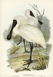Royal spoonbill platalea regia illustrated by Elizabeth Gould 1804–1841 for John Gould’s 1804-1881 Birds of Australia 