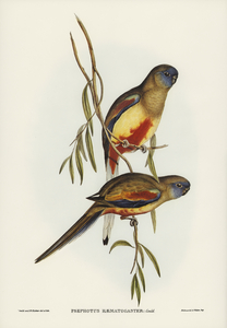 Crimson-bellied Parakeet Psephotus haematogaster illustrated by Elizabeth Gould 1804–1841 for John Gould’s 1804-1881 Birds of Australia 