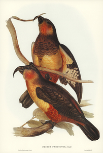 Philip Island Parrot Nestor productus illustrated by Elizabeth Gould 1804–1841 for John Gould’s 1804-1881 Birds of Australia 