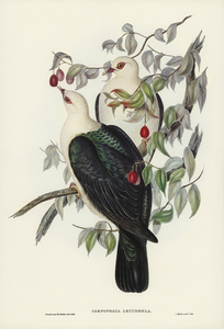 White-headed Fruit Pigeon Carpophaga leucomela illustrated by Elizabeth Gould 1804–1841 for John Gould’s 1804-1881 Birds of Australia 