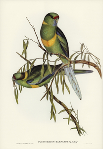 Barnards Parakeet Platycercus Barnardii illustrated by Elizabeth Gould 1804–1841 for John Gould’s 1804-1881 Birds of Australia 