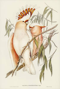 Leadbeaters Cockatoo Cacatua Leadbeaterii illustrated by Elizabeth Gould 1804–1841 for John Gould’s 1804-1881 Birds of Australia 