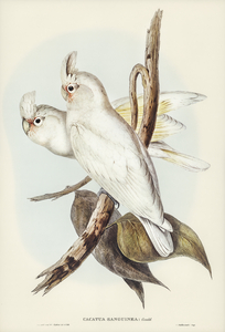 Blood-stained Cockatoo Cacatua sanguinca illustrated by Elizabeth Gould 1804–1841 for John Gould’s 1804-1881 Birds of Australia 