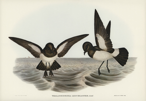 John Gould Birds of Australia 637
