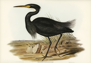 Sombre Egret Herodias pannosus illustrated by Elizabeth Gould 1804–1841 for John Gould’s 1804-1881 Birds of Australia 