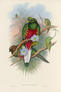 John Gould trogons 001