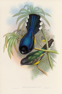 John Gould trogons 007
