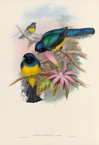 John Gould trogons 008