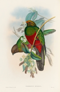 John Gould trogons 014