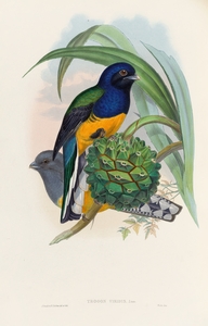 John Gould trogons 019