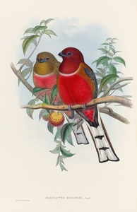 John Gould trogons 021