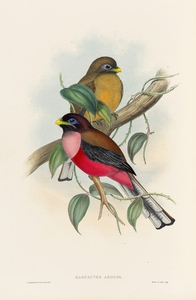 John Gould trogons 022