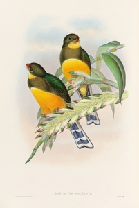 John Gould trogons 025