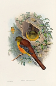 John Gould trogons 026