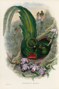 John Gould trogons 027