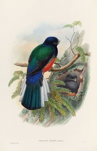 John Gould trogons 031