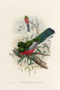 John Gould trogons 037