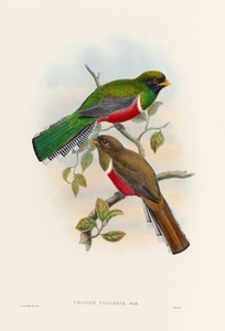 John Gould trogons 041