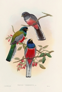 John Gould trogons 042
