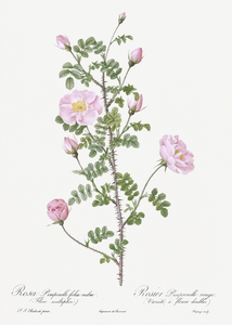 Pink scotch briar rose