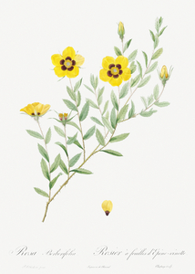 Vintage Rosa persica rose