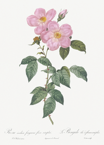 Vintage Musk rose