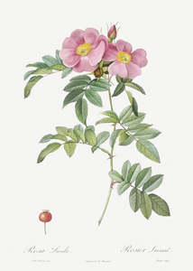 Rosa lucida rose